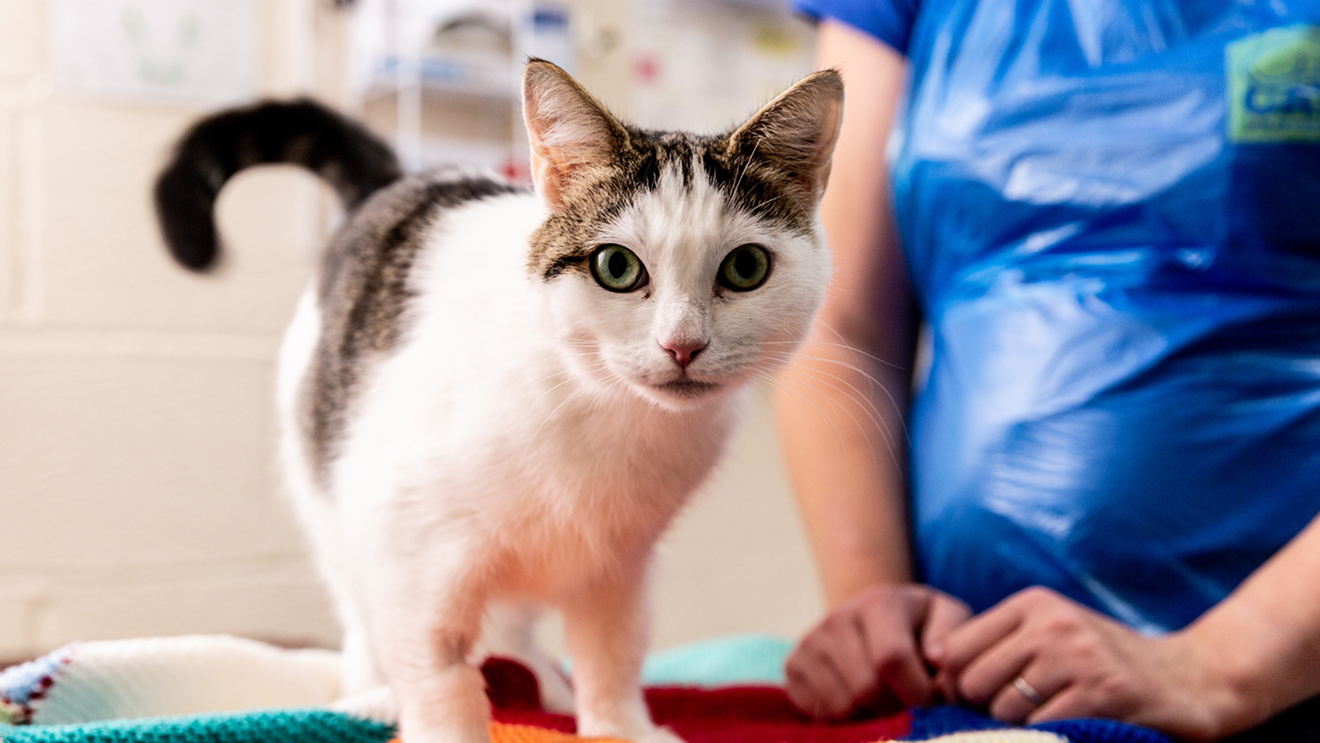 cats-protection-launch