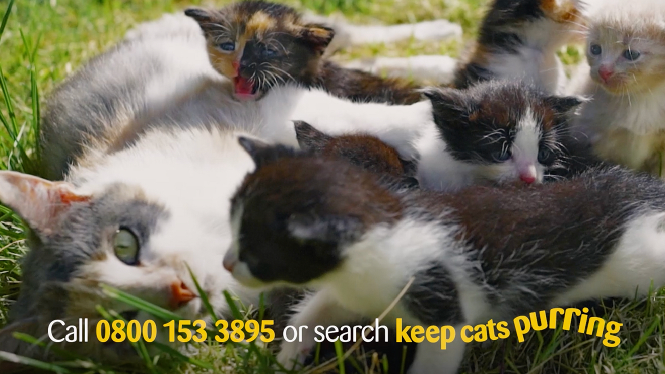 cats-protection-legacy