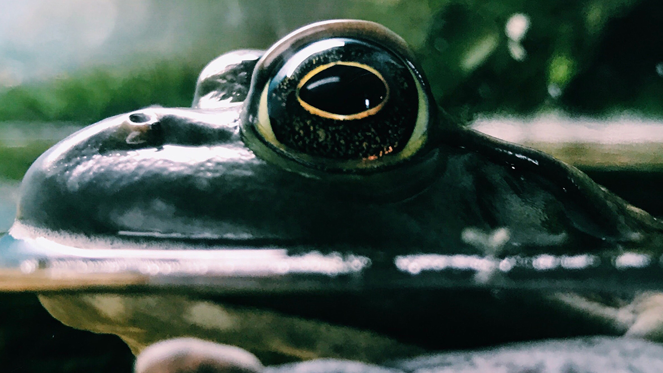 World Environment Day - close up image of a frog just above the water