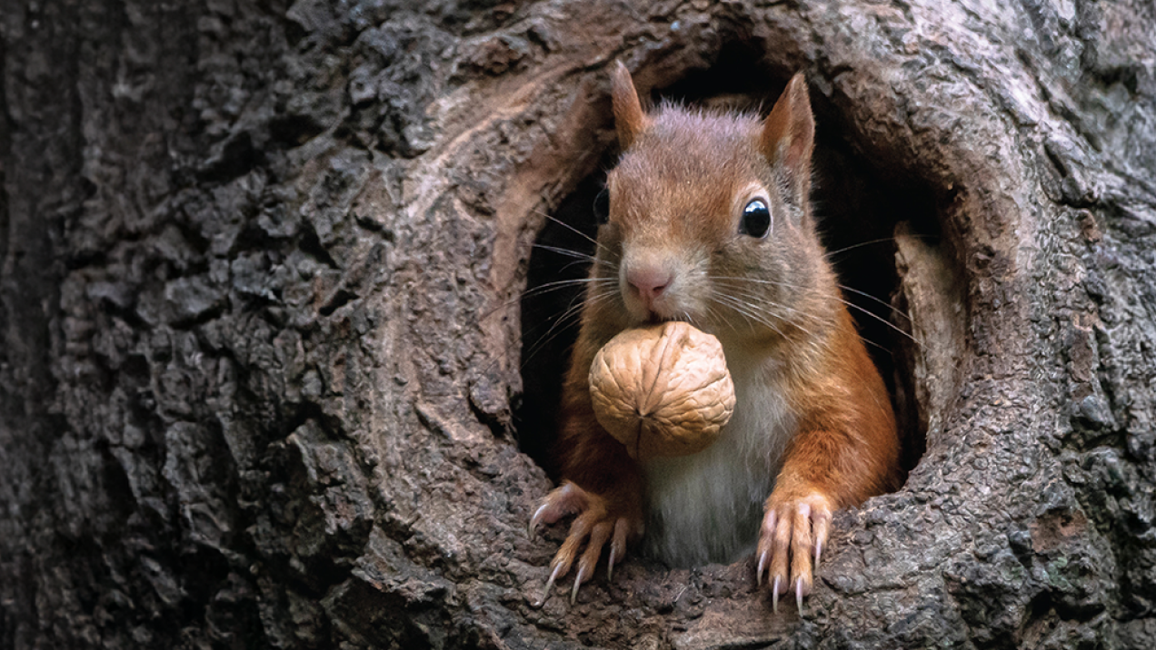 A photo of a squirrel in a tree with a nut in its mouth